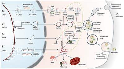 The Role of Exosomes and Their Cargos in the Mechanism, Diagnosis, and Treatment of Atrial Fibrillation